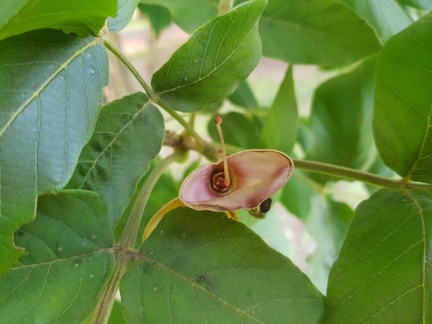 markhamia lutea מרקמיה צהובה