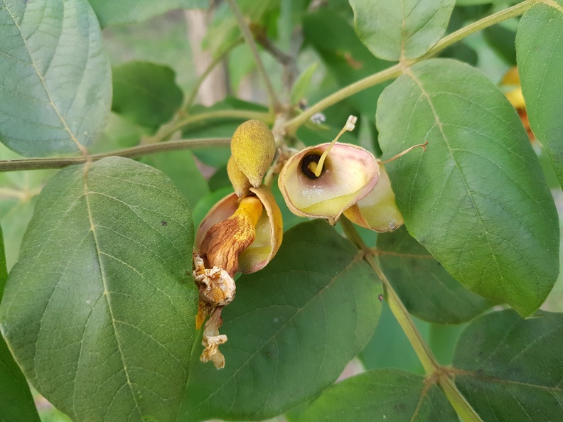 markhamia lutea מרקמיה צהובה.jpg