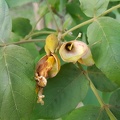 markhamia lutea מרקמיה צהובה.jpg