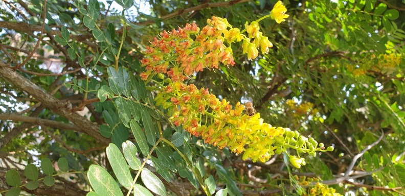 Caesalpinia spinosa קסליפיאה קוצנית.jpg