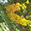 Caesalpinia spinosa קסליפיאה קוצנית.jpg