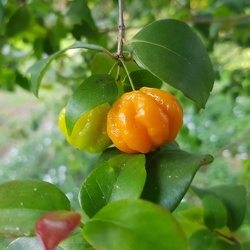 Eugenia uniflora אויגניה חד־פרחית (פיטנגה)