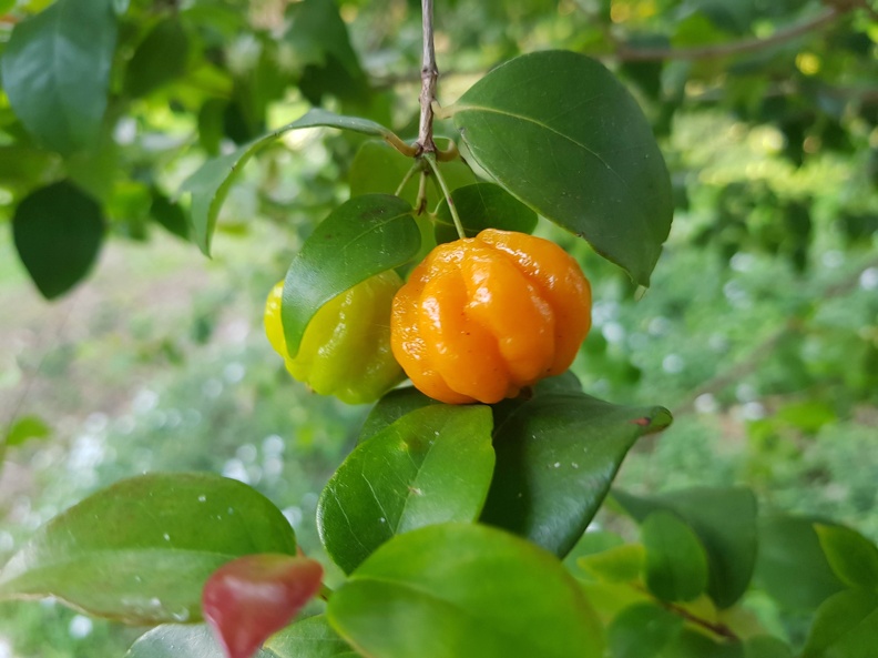 Eugenia uniflora אויגניה חד־פרחית (פיטנגה).jpg