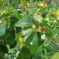 Eugenia uniflora אויגניה חד־פרחית (פיטנגה).jpg