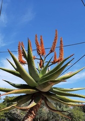 Aloe ferox