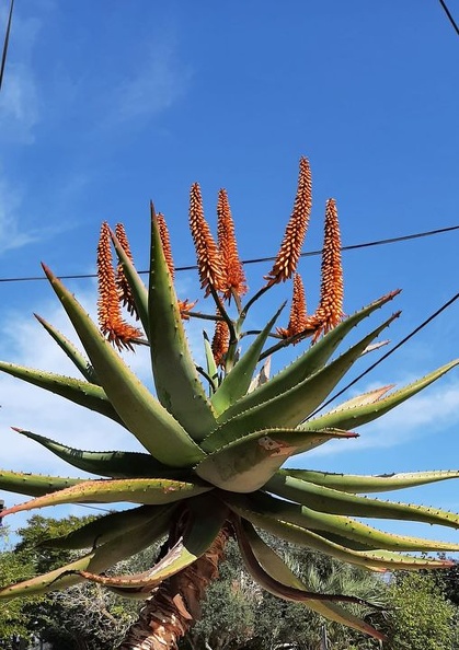 Aloe ferox.jpg