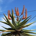 Aloe ferox