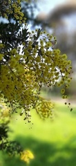 Acacia baileyana