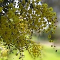 Acacia baileyana.jpg