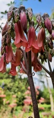 Kalanchoe