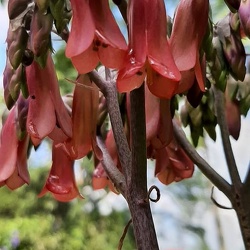 Kalanchoe ניצנית 