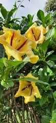 Solandra maxima