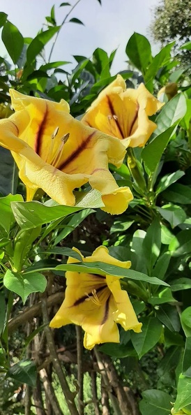 Solandra maxima.jpg