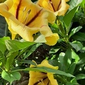 Solandra maxima.jpg