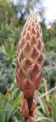 Aloe arborescens