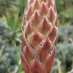 Aloe אלוי