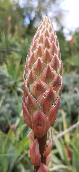 Aloe arborescens.jpg