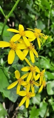 Senecio angulatus סביון מטפס