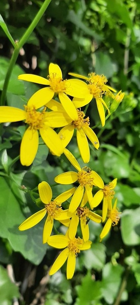 Senecio angulatus.jpg