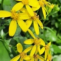 Senecio angulatus סביון מטפס