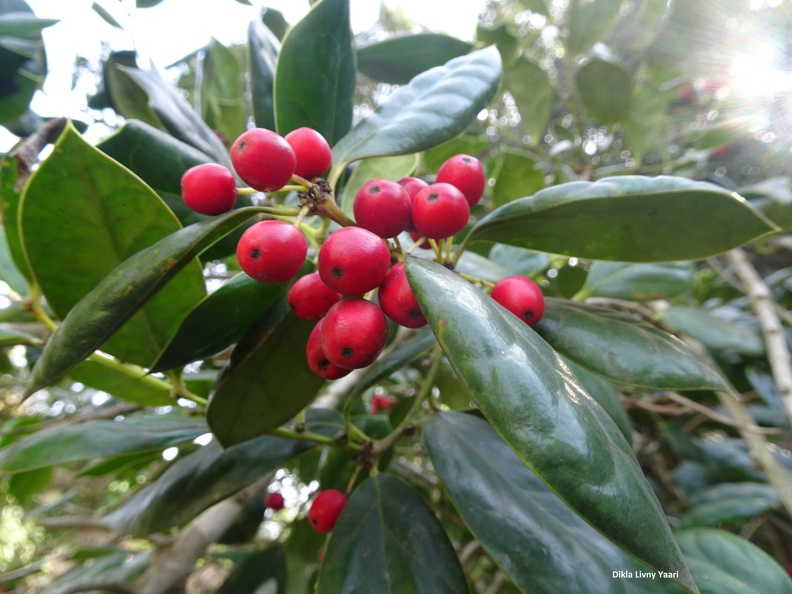 צינית מקרינה Ilex cornuta.jpg