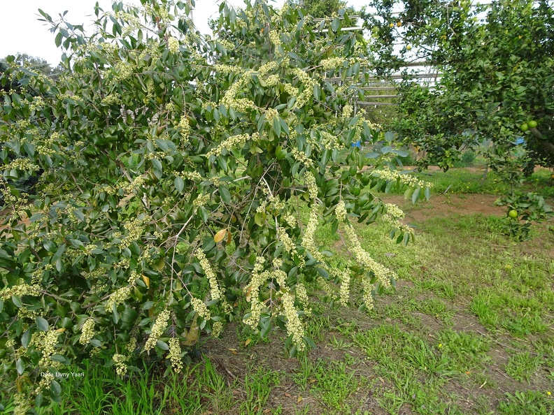 קאת נאכלת (גת)   Catha edulis.jpg