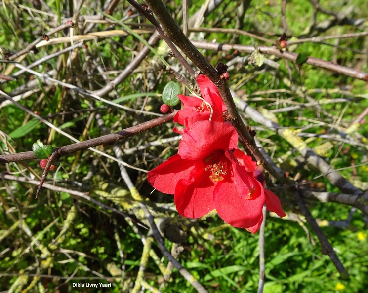 פריש יפני Chaenomeles japonica.jpg