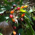 המליה מבודרת Hamelia patens