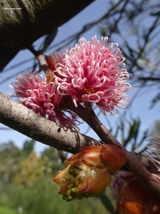 הקאה הדורה  Hakea multilineata