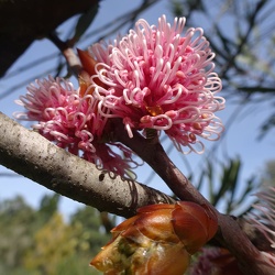 Hakea הקיאה