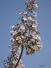 פולובנייה (פאולינה) הדורה     Paulownia tomentosa