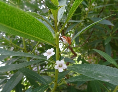 myoporum acuminatum מיופורון מזהיר