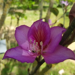 Bauhinia בוהיניה 