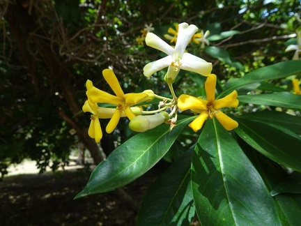 Hymenosporum flavum הינומית צהובה1