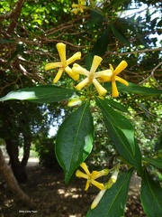 Hymenosporum flavum הינומית צהובה