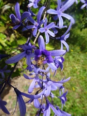 petrea volubilis פטריאה משתרגת