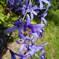 petrea volubilis פטריאה משתרגת