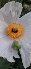 romneya coulteri רומניאה קליפורנית