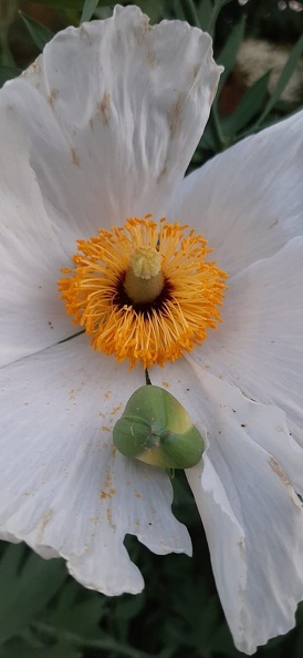 romneya coulteri רומניאה קליפורנית.jpg