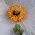 romneya coulteri רומניאה קליפורנית