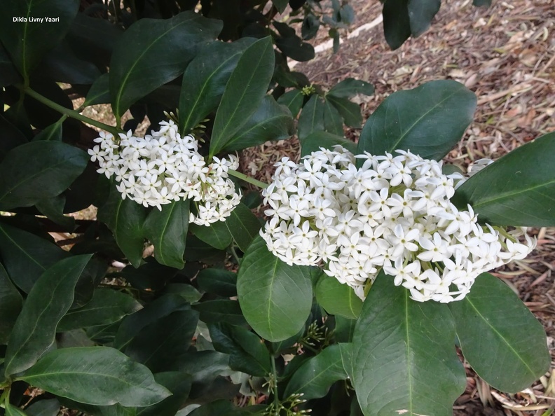 Acokanthera oblongifolia אקוקנטרה , חד מאבק.jpg