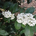 Acokanthera oblongifolia אקוקנטרה , חד מאבק