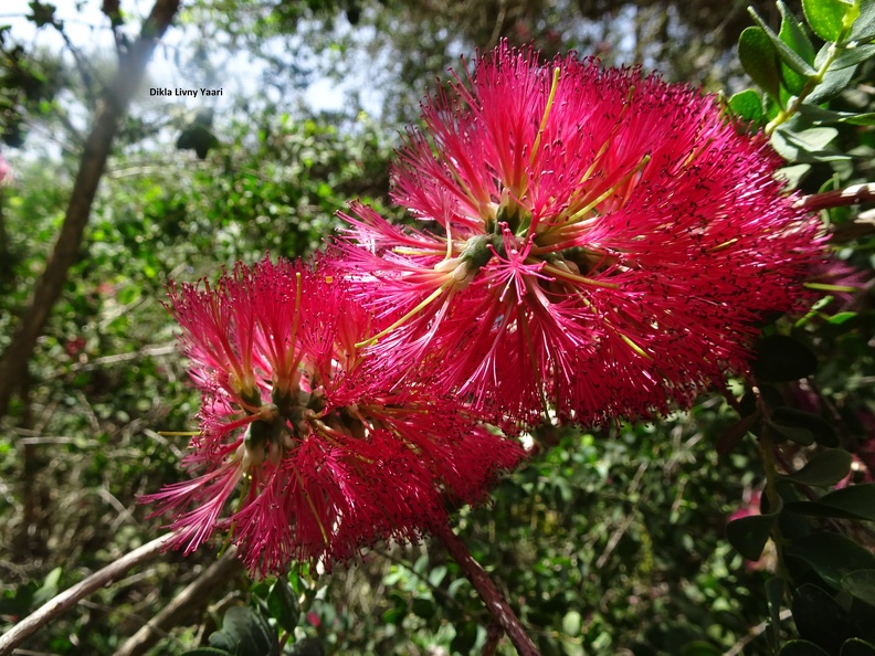 מללויקה Melaleuca elliptica אליפטיקה.jpg