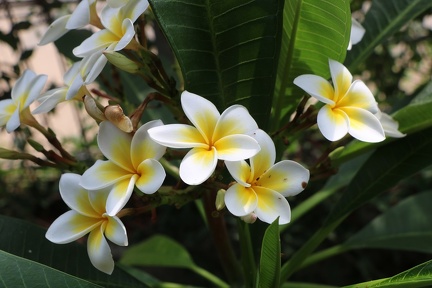 plumeria rubra פלומריה ריחנית