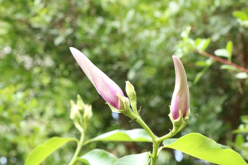 malvaviscus arboreus דבוקית מעוצה.JPG