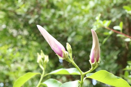 malvaviscus arboreus דבוקית מעוצה