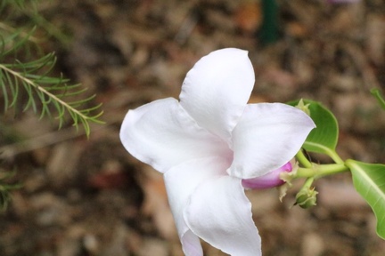 malvaviscus arboreus דבוקית מעוצה1