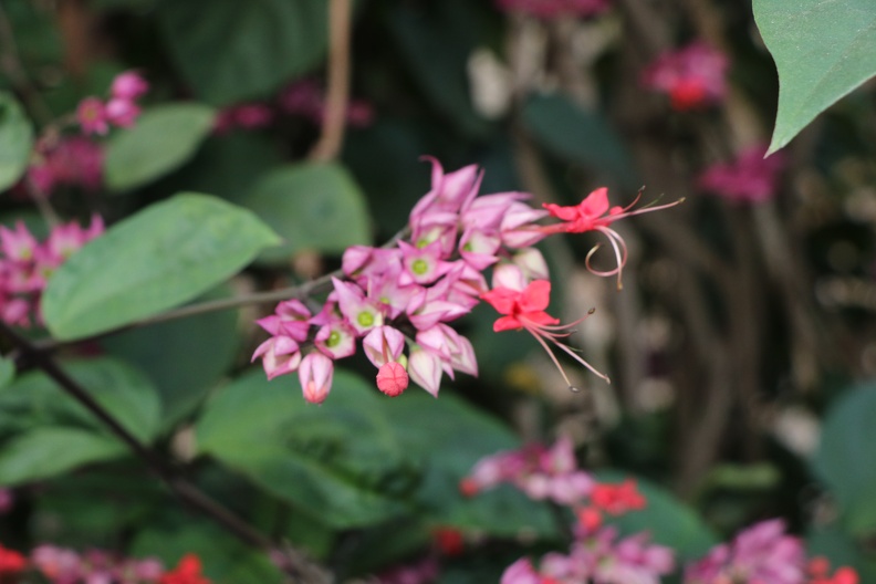 clerodendrum splendens קלרודנדרום נאה.JPG