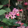 clerodendrum splendens קלרודנדרום נאה.JPG