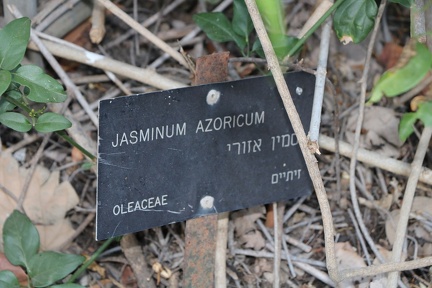 Jasminum azoricum יסמין אזורי שלט מקורי